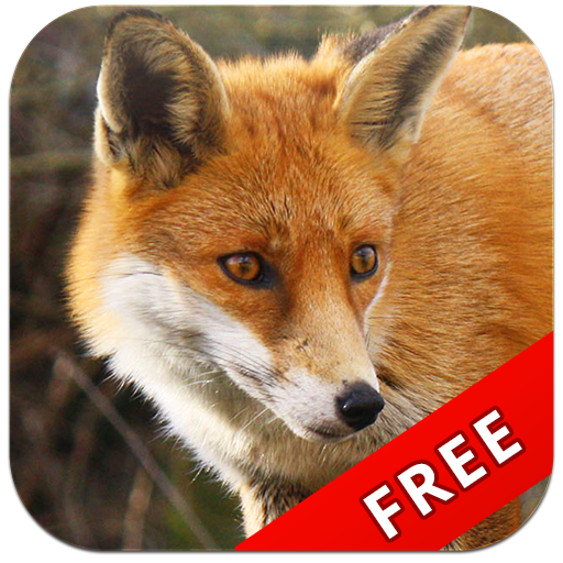 Learning  Animals icon