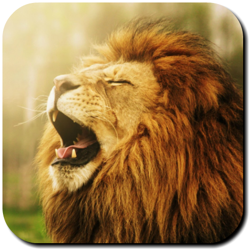 Lion Wallpapers icon
