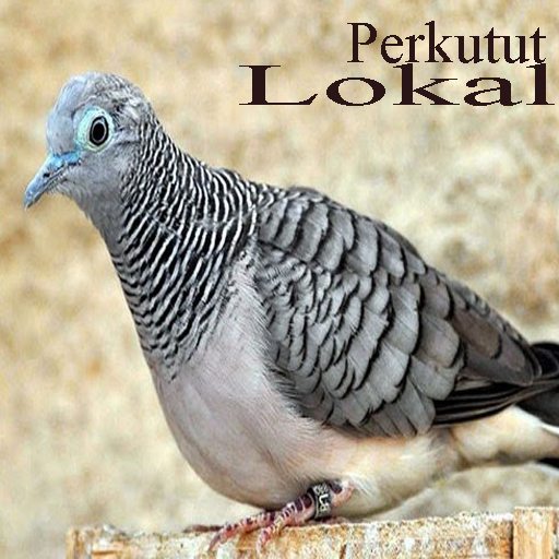 Kicau Perkutut Lokal Juara icon