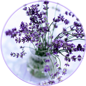 Lavender Wallpaper HD icon