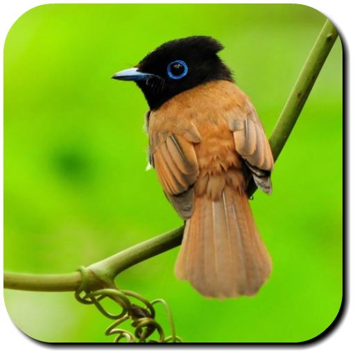 Bird Wallpapers icon