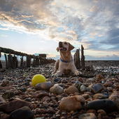 Petworld Dog Jigsaw Puzzles icon