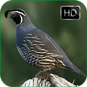 Quail Bird Sounds   Ringtones icon