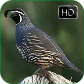 Quail Bird Sounds   Ringtones