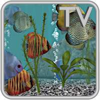 Discus Fish Aquarium TV Live