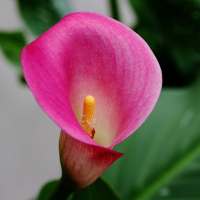 Calla Lilly Wallpapers HD on 9Apps