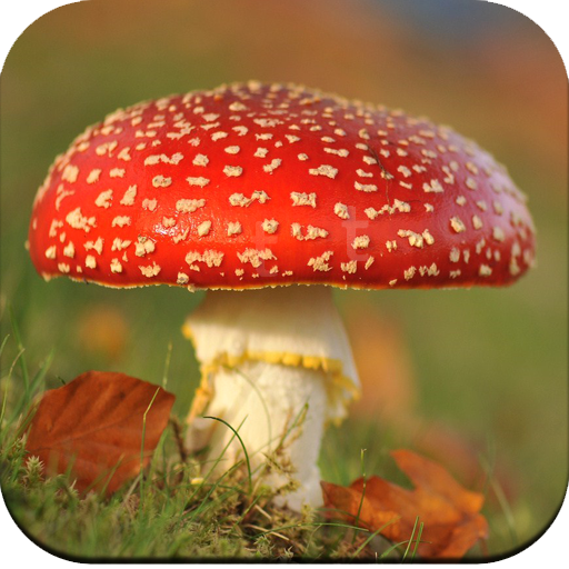 Mushroom Wallpaper HD icon