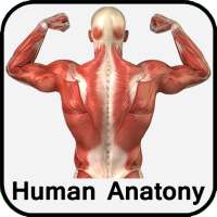 Human Anatomy