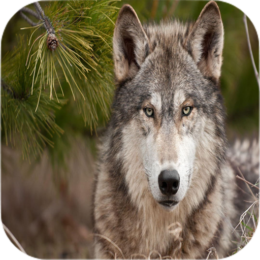 Wolf Wallpapers icon
