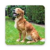 Golden Retriever Wallpapers on 9Apps