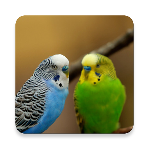 Parakeet Burung Bunyi ~ Sclip.app icon