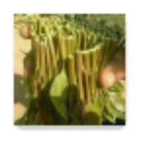 شجرة القات تاريخيا on 9Apps