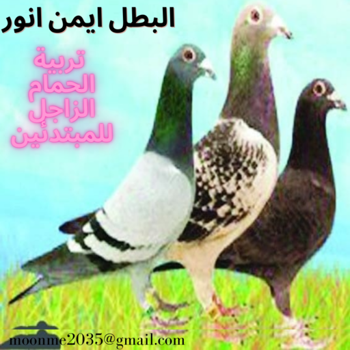 Breeding the hero pigeon Ayman Anwar आइकन