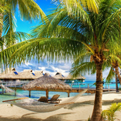 Palm Tree Wallpapers icon