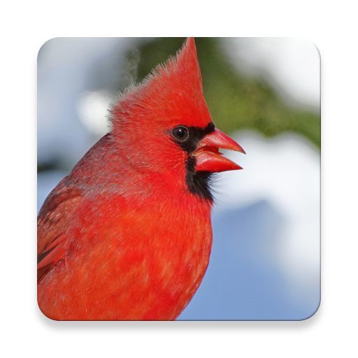 รวมชุดเสียงนกคาร์ดินัล ~ Sclip.app icon