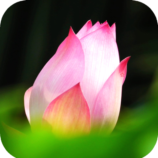Lotus Wallpaper HD icon