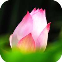 Lotus Wallpaper HD on 9Apps