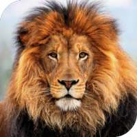 Lion HD Live Wallpaper on 9Apps
