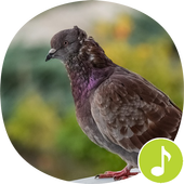 Pigeon Sounds Ringtones icon