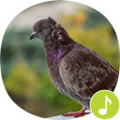 Pigeon Sounds Ringtones on 9Apps