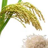 Riz de Bagré on 9Apps