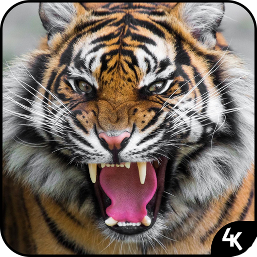 Tiger Wallpaper (4k) icon