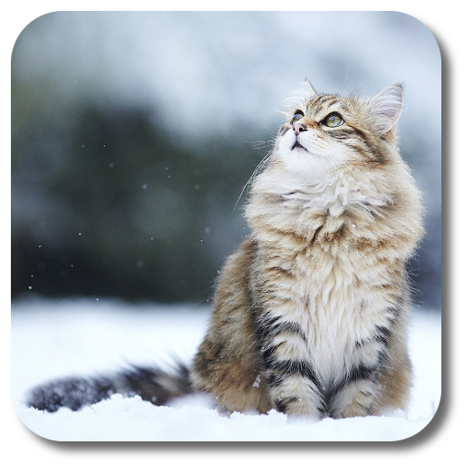 Snow Cats Live Wallpaper icon