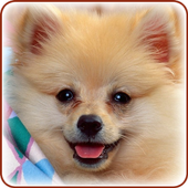 Cute Dogs Wallpapers icon