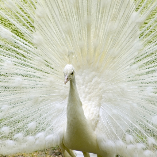 Queen Peacock Live Wallpaper icon