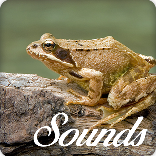 Asian Grass Frog Sounds and Ringtone Online icon