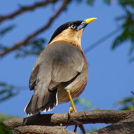 Myna Bird Sounds icon