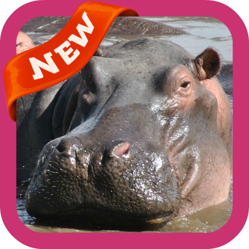 Hippo Wallpaper icon