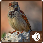 Sparrow Sounds icon