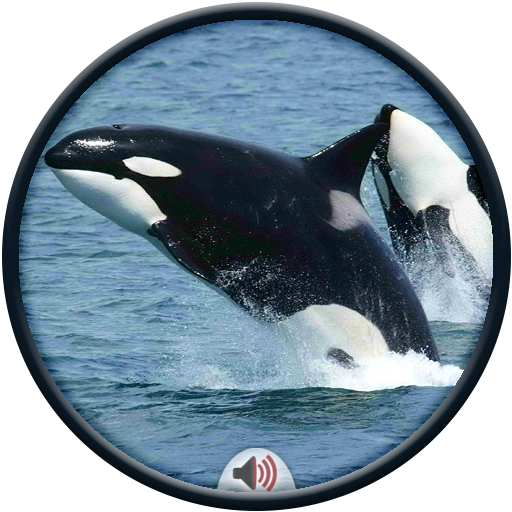 Whale Sounds icon