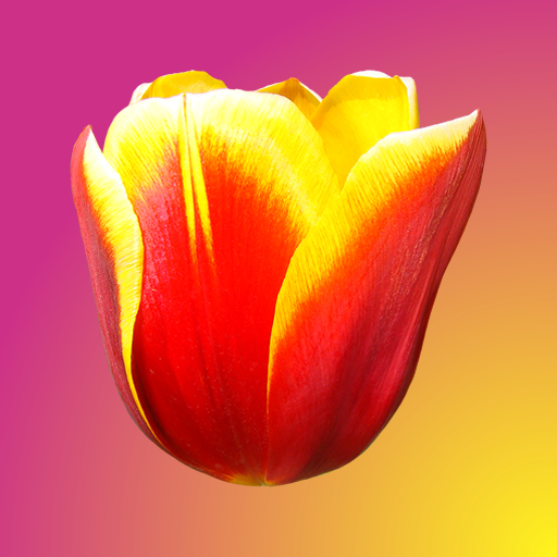 튤립 크러시: Tulip Crush 🌷 아름다운 경기 3 🐝 꽃 퍼즐 게임 🌞 영어로 icon