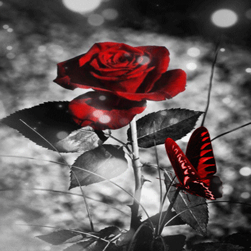 Red Black Butterfly LWP icon