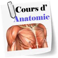 Cours d’Anatomie