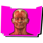 Human Body Anatomy icon