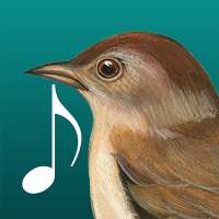 Birds Sound on 9Apps