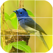 bird games puzzle icon