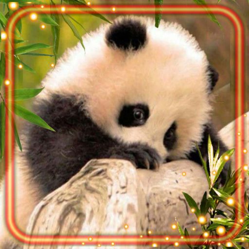 Panda and Coala Bears Live Wallpaper icon