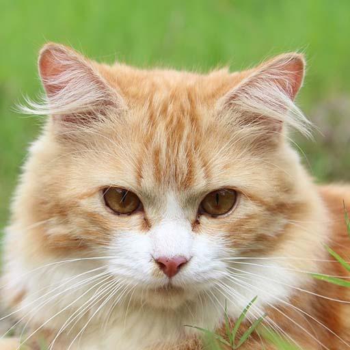 Cat Sounds - Ringtone,Alarm &amp; Notification Sound icon