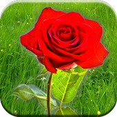 Rose Live Wallpaper icon