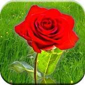 Rose Live Wallpaper