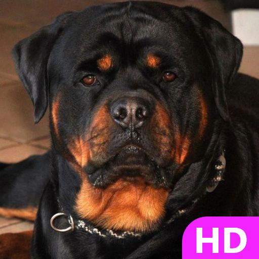 Rottweiler Dog Wallpaper HD 4k icon