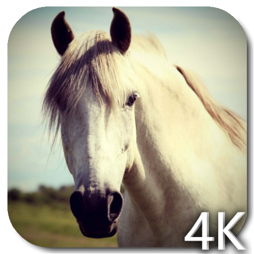 Horse 4K Video Live Wallpaper icon