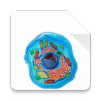 Cell- Organelles