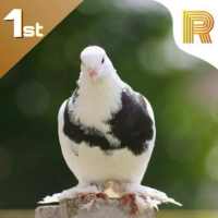 تطبيق الجناية | app poultry (النسخة التجريبية)