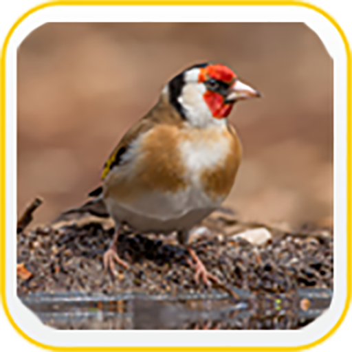 European Goldfinch Wallpapers icon