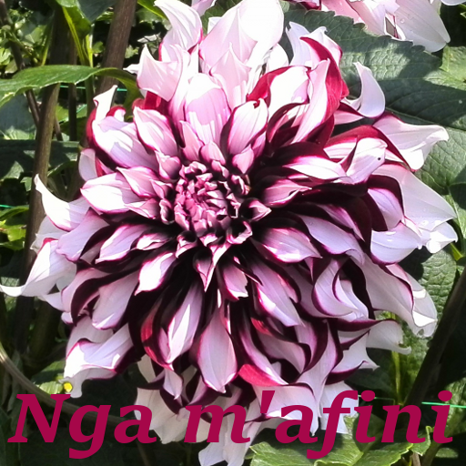 Nga m'afini icon